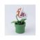 Picture of Paladone: Super Mario - Piranha Plant Posable Lamp (PP7448NNV3)