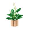 Picture of LEGO® Botanicals: Peace Lily (11504)