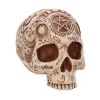 Picture of Nemesis Now: Premium Quality - Apothecary Skull (B7537B26)